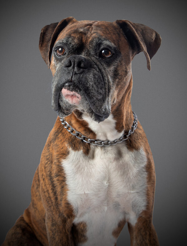 Fotografia De Mascotas
