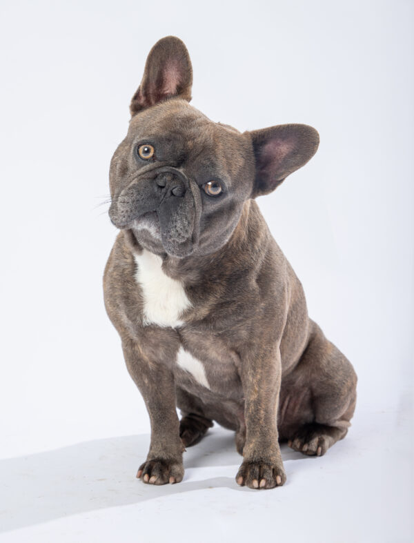 Fotografia De Mascotas - Imagen 9