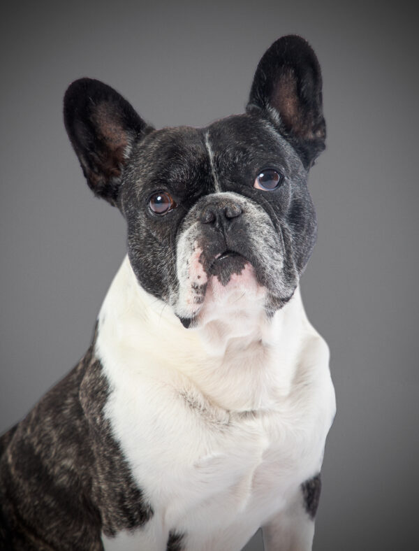 Fotografia De Mascotas - Imagen 8