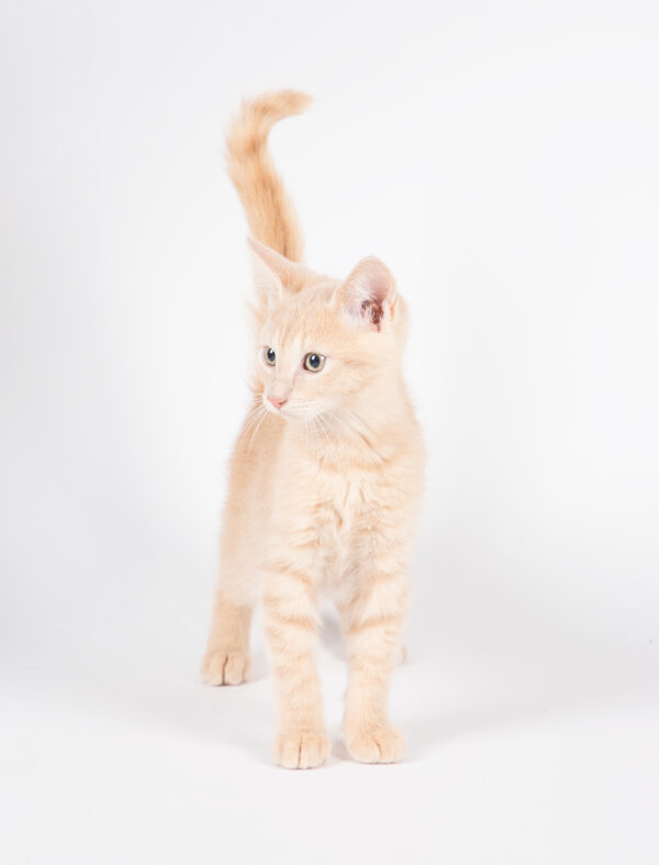 Fotografia De Mascotas - Imagen 2