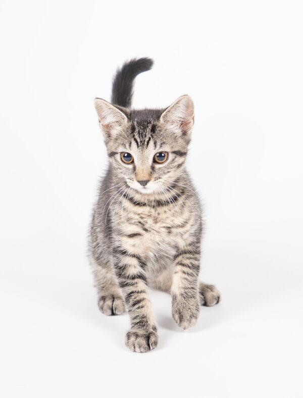 Fotografia De Mascotas - Imagen 10