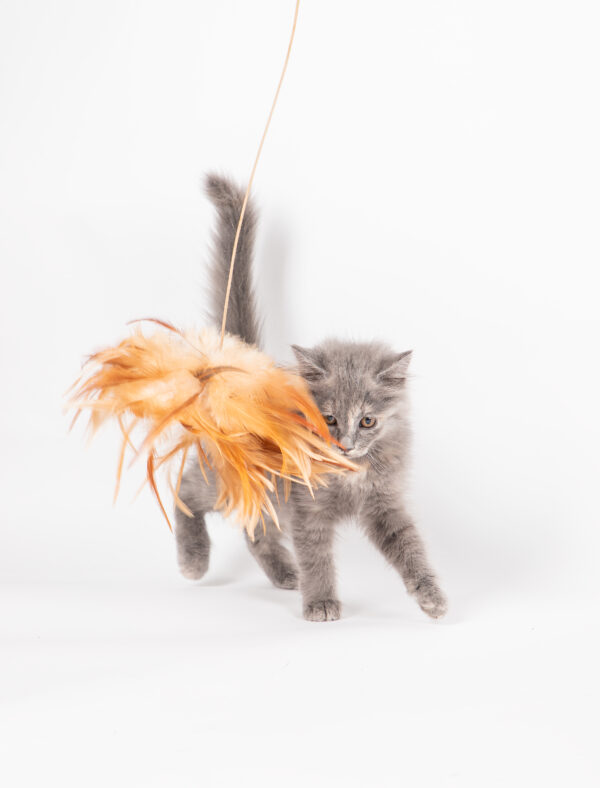 Fotografia De Mascotas - Imagen 7