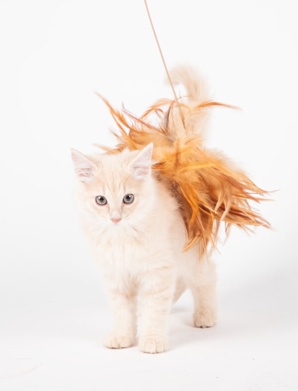 Fotografia De Mascotas - Imagen 6