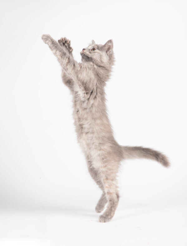 Fotografia De Mascotas - Imagen 4