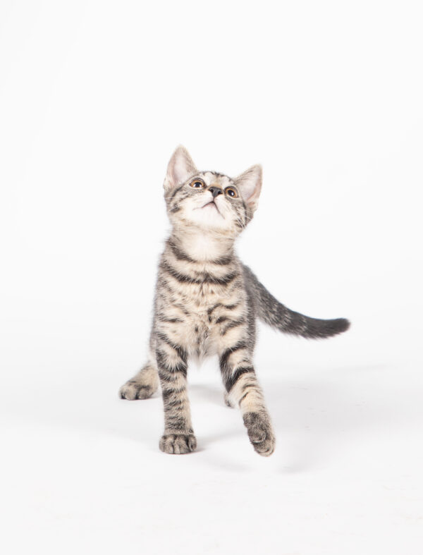 Fotografia De Mascotas - Imagen 5